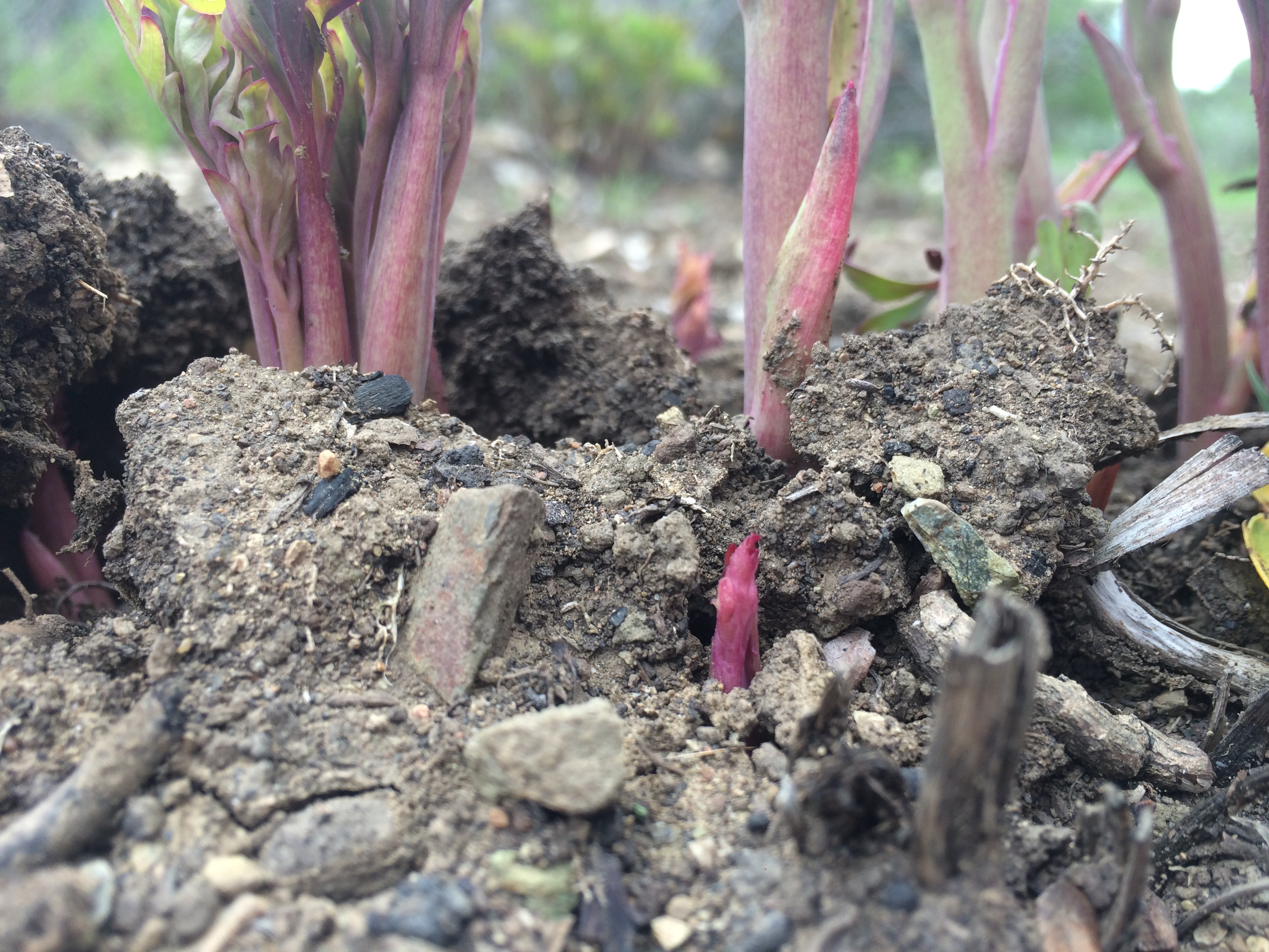 come-on-up-now-yaheah