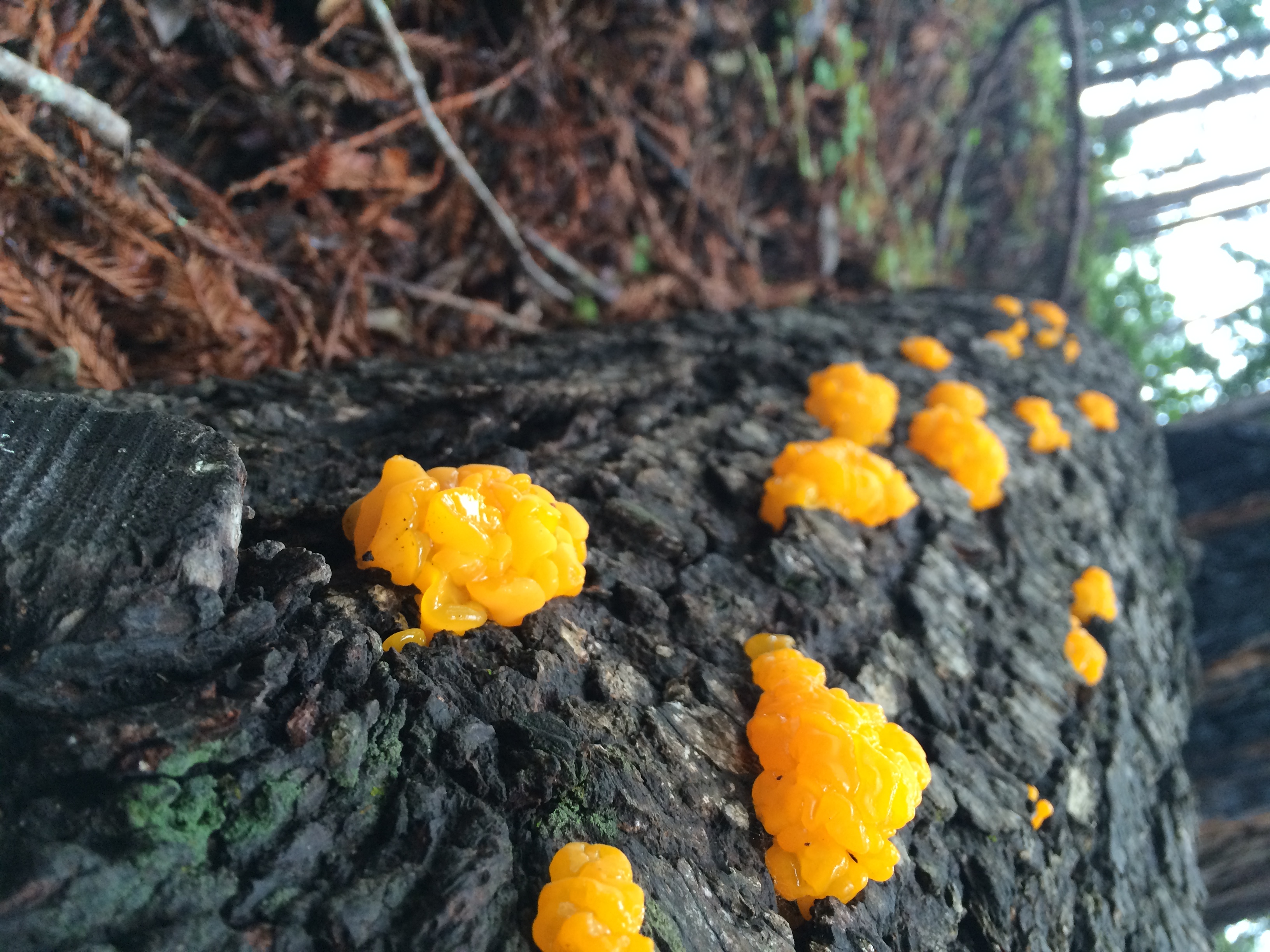 february-2016-and-baja-2-043