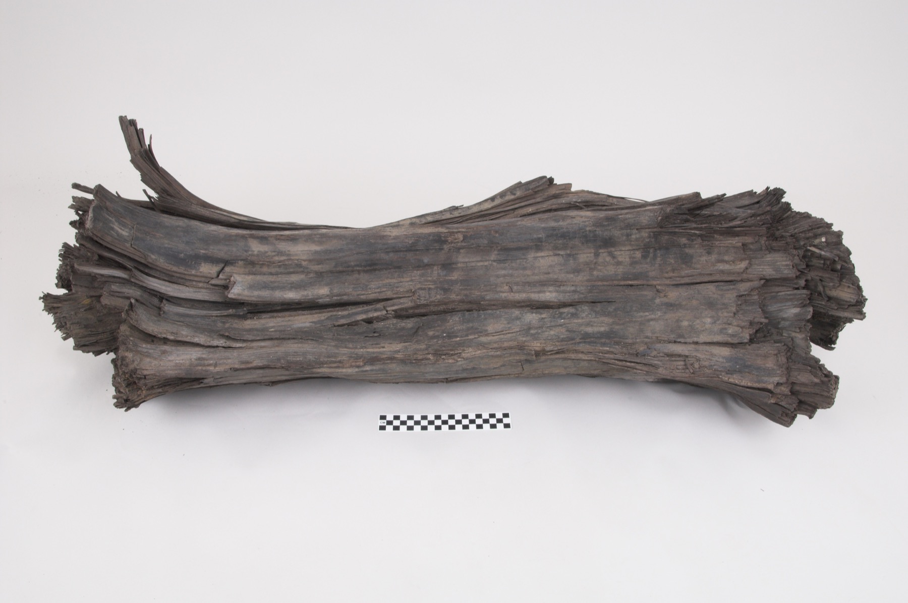 Eocene 52 ma fossil metasequoia from lac de gras, canada