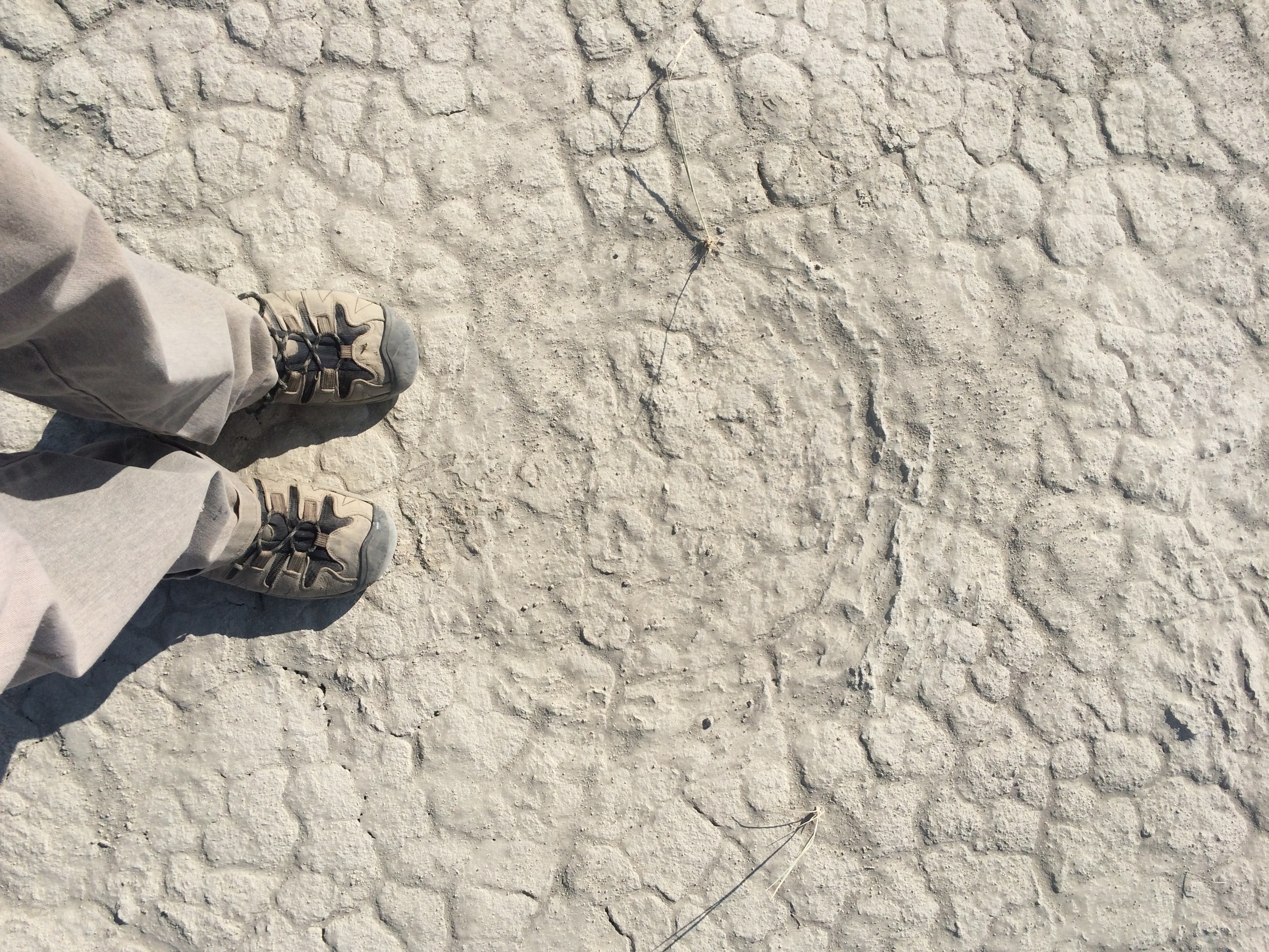 July and mammoth excavation 419